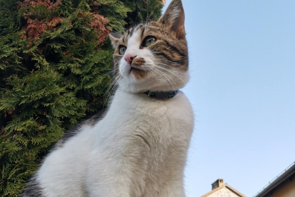 Disappearance alert Cat Male , 5 years La Rippe Switzerland