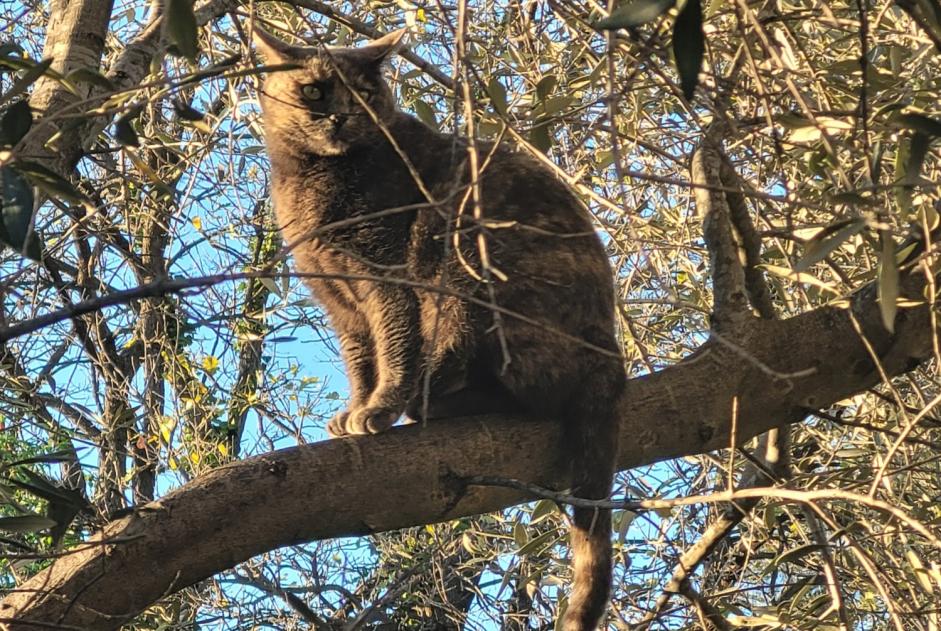 Disappearance alert Cat Female , 3 years La Garde France