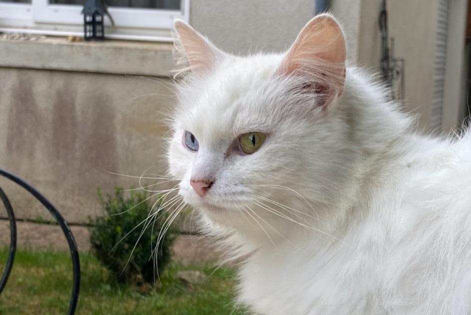 Disappearance alert Cat Female , 7 years Couture France