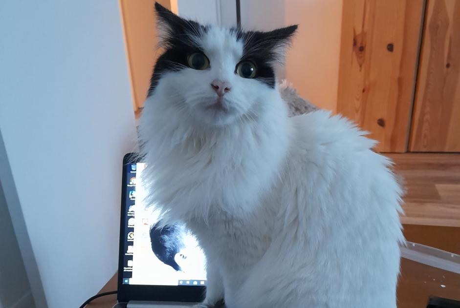 Disappearance alert Cat miscegenation Female , 5 years Maisoncelles-en-Brie France