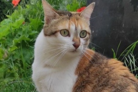 Disappearance alert Cat  Female , 4 years Nonette-Orsonnette France