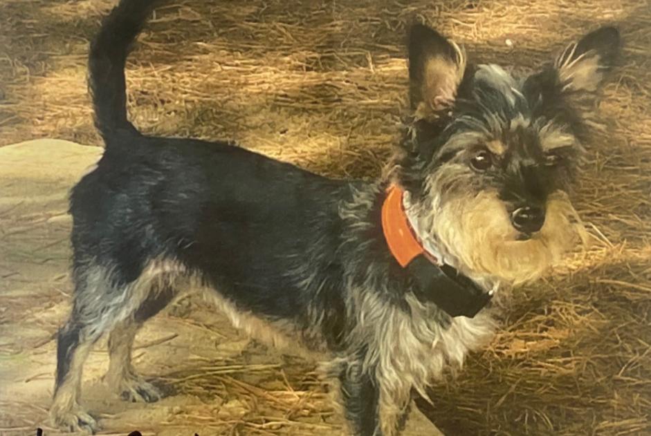 Disappearance alert Dog  Female , 8 years Saint-Mars-de-Coutais France