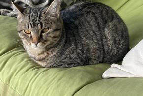 Disappearance alert Cat Male , 1 years Yvonand Switzerland