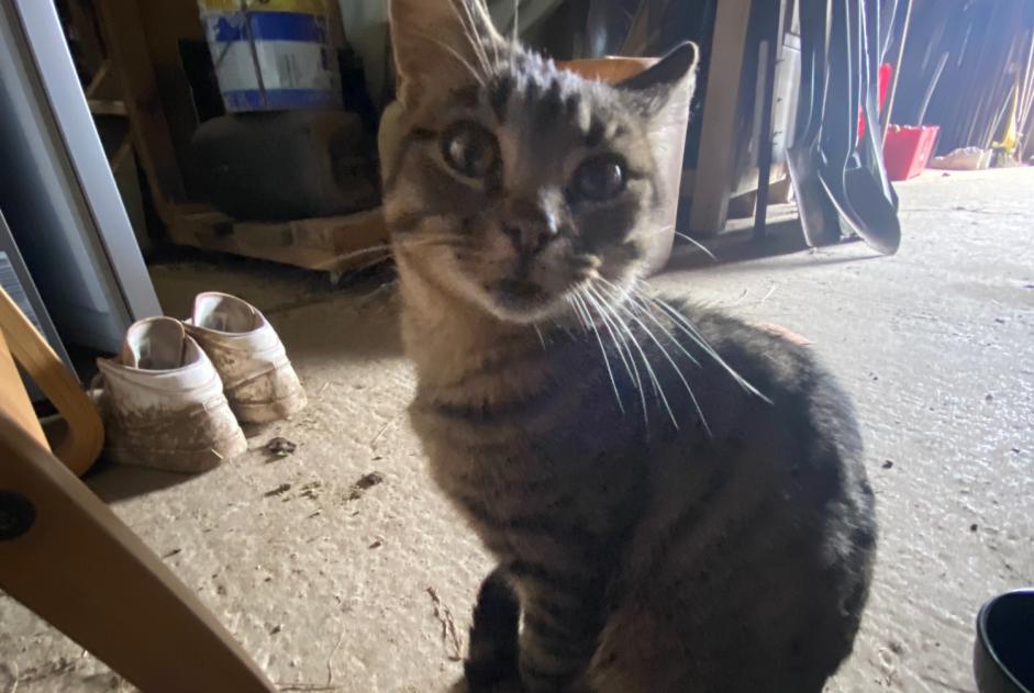 Discovery alert Cat Male Ger France