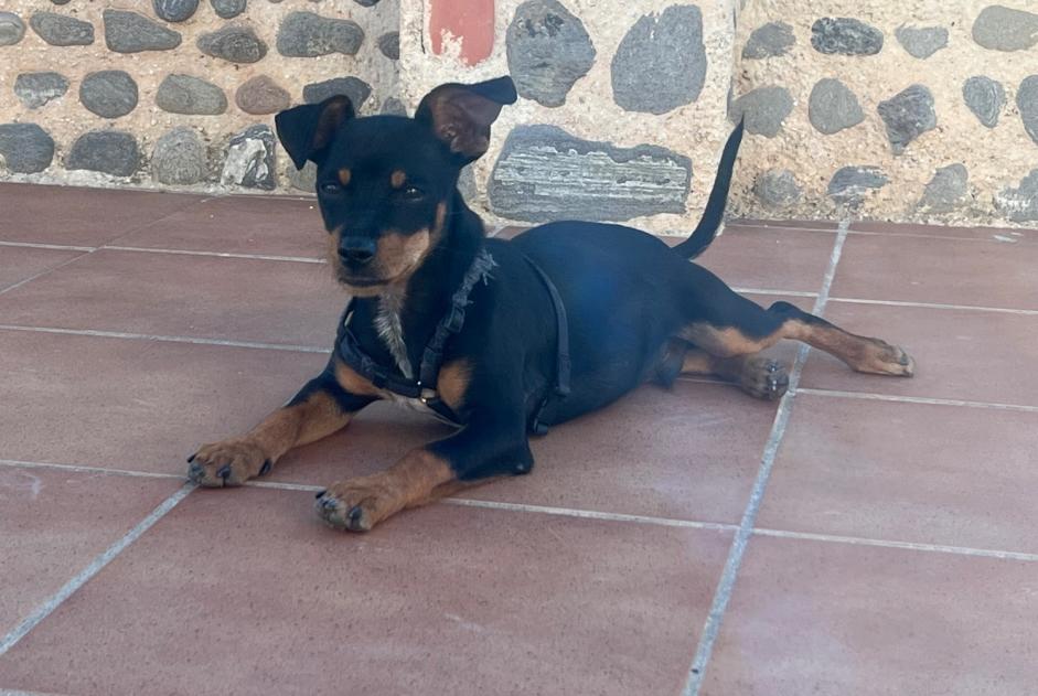 Discovery alert Dog Male Beas de Guadix Spain