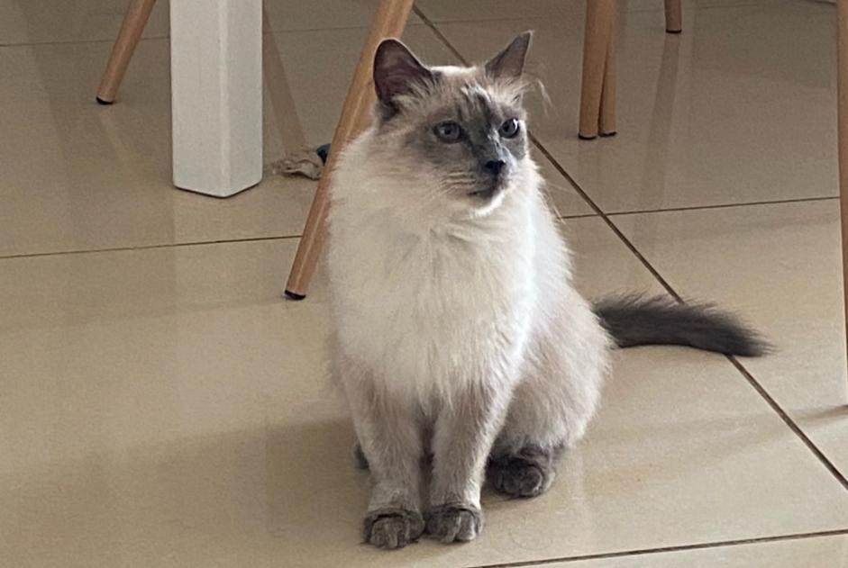 Disappearance alert Cat  Female , 14 years Narbonne France