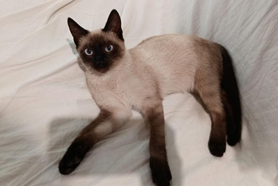 Disappearance alert Cat miscegenation Male , 0 years Val-du-Mignon France