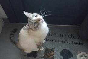 Disappearance alert Cat Male , 4 years Sèvremoine France