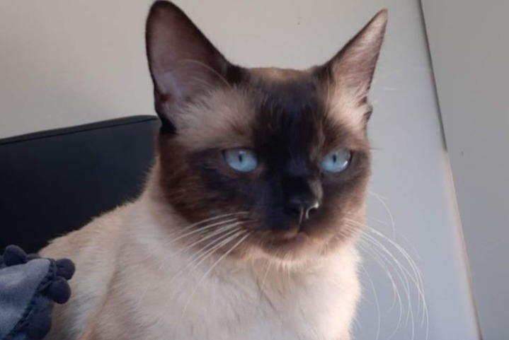 Disappearance alert Cat  Male , 6 years Villard-Bonnot France