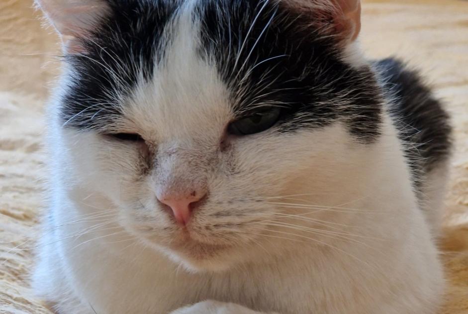 Disappearance alert Cat Male , 5 years Belfort France