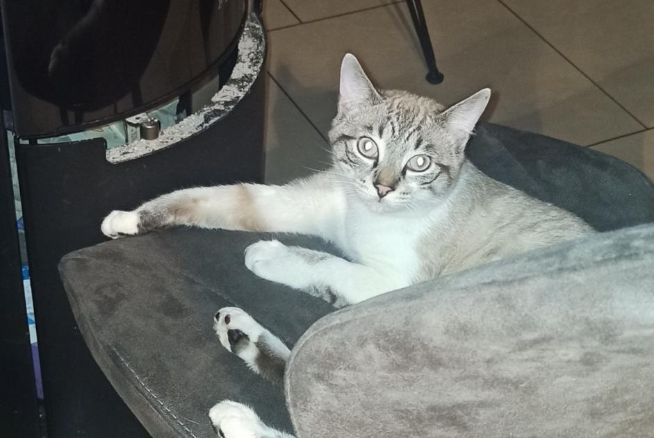 Disappearance alert Cat Male , 0 years Mont-Saint-Martin France