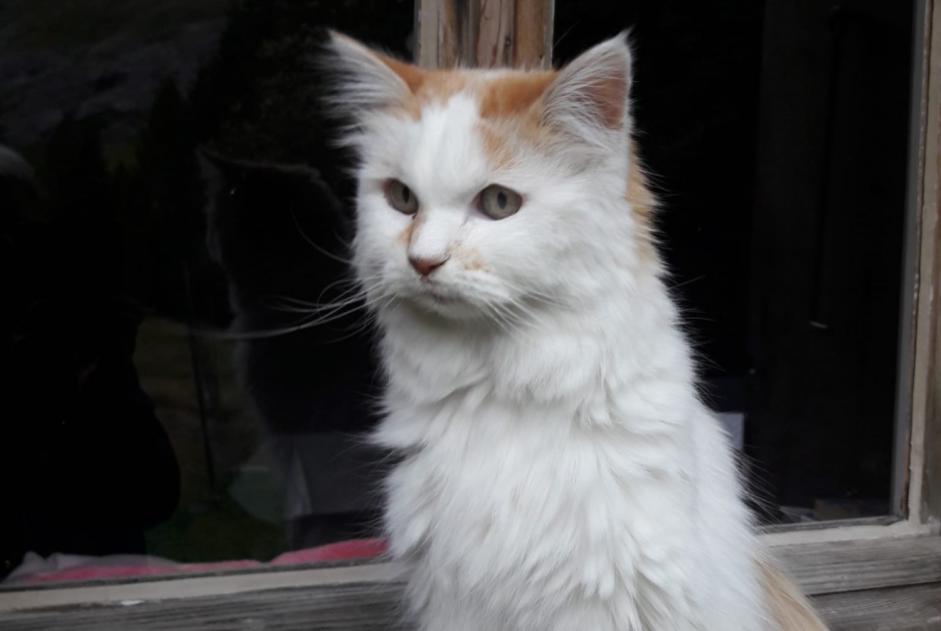 Disappearance alert Cat Female , 16 years Savièse Switzerland