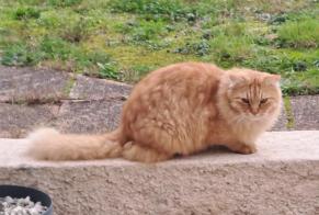 Discovery alert Cat Male , 4 years Le Givre France