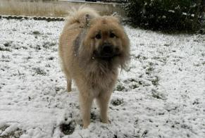 Disappearance alert Dog  Male , 7 years Saint-Mard France