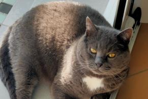 Disappearance alert Cat miscegenation Male , 7 years Chevilly France