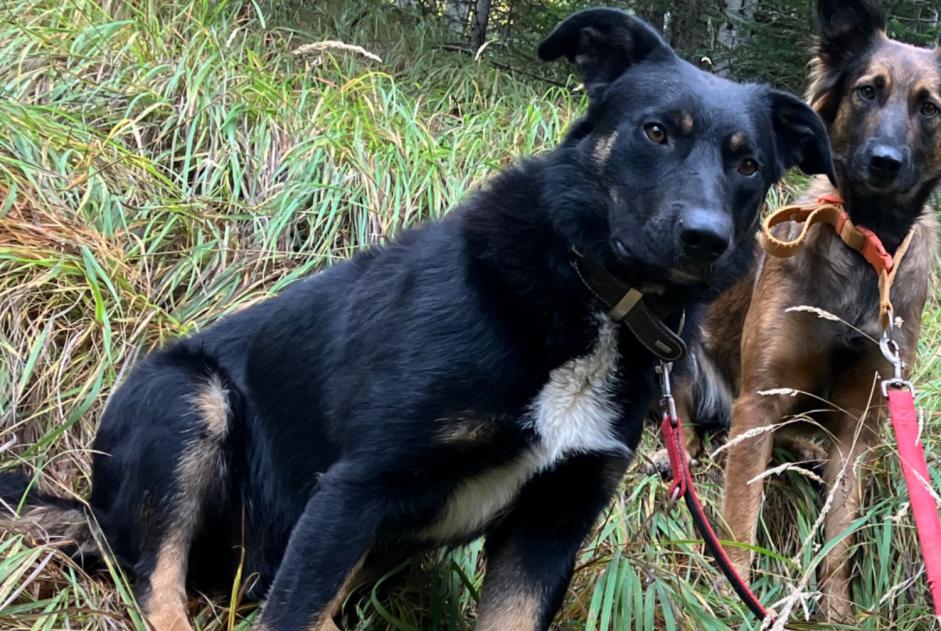 Disappearance alert Dog miscegenation Male , 1 years Châteauroux-les-Alpes France