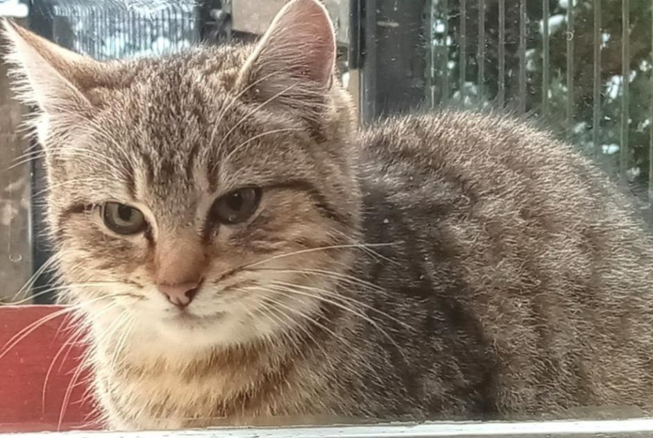 Discovery alert Cat miscegenation Female Maîche France