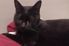 Disappearance alert Cat Male , 16 years Bougival France