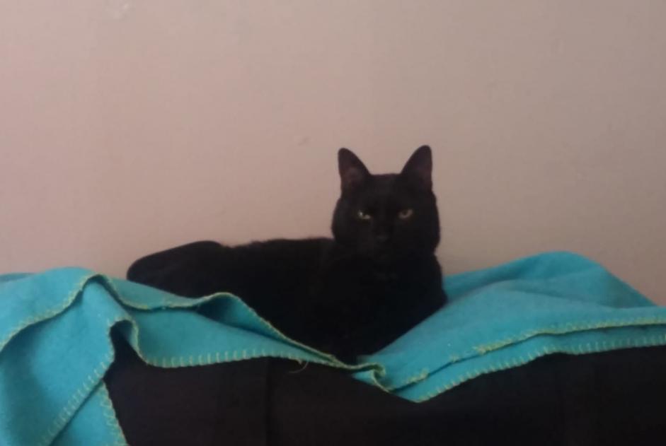 Disappearance alert Cat Male , 16 years Bougival France