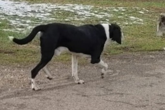 Discovery alert Dog Male Saint-Christophe-sur-Guiers France