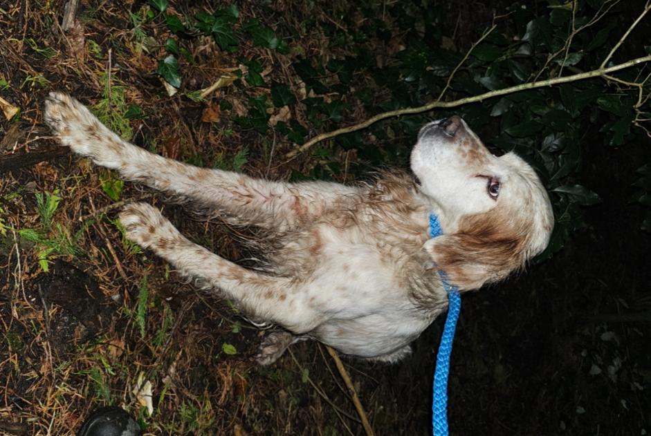 Discovery alert Dog  Male Vannes France