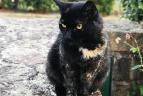 Disappearance alert Cat Female , 15 years Inzinzac-Lochrist France