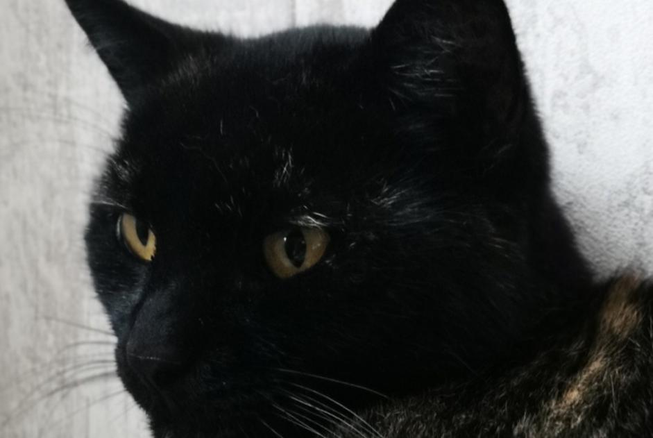 Disappearance alert Cat Female , 15 years Inzinzac-Lochrist France