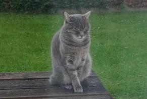 Disappearance alert Cat  Female , 11 years Lescar France