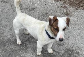 Discovery alert Dog  Male Entraigues-sur-la-Sorgue France