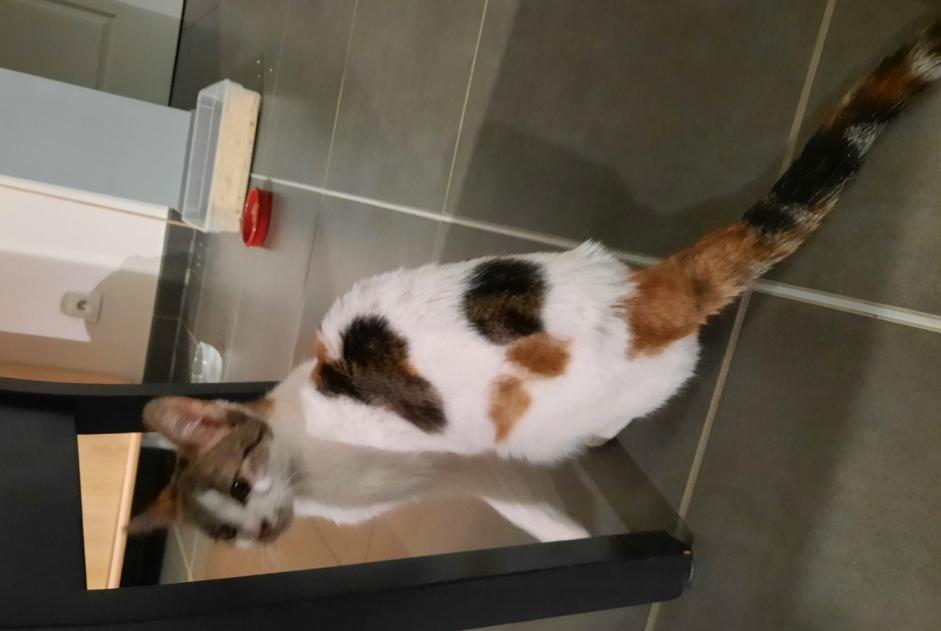 Discovery alert Cat Female , 2 years Auzouer-en-Touraine France