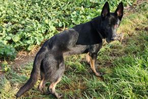 Disappearance alert Dog  Male , 1 years Ormes France