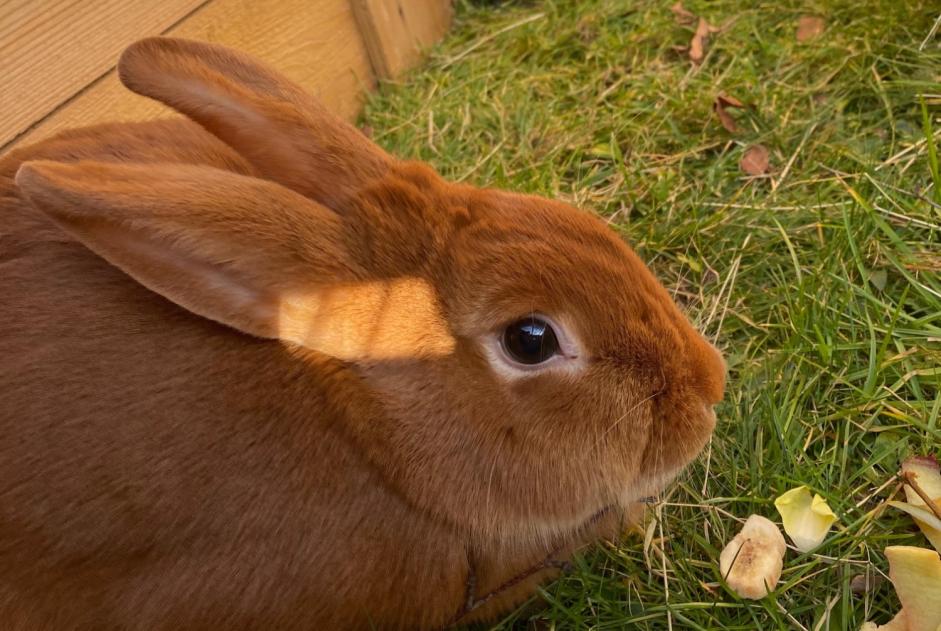 Discovery alert Rabbit Unknown Bourg-en-Bresse France