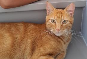 Disappearance alert Cat miscegenation Male , 2 years La Tour-de-Salvagny France