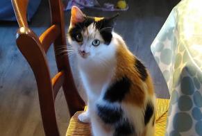 Disappearance alert Cat Female , 1 years Meudon France