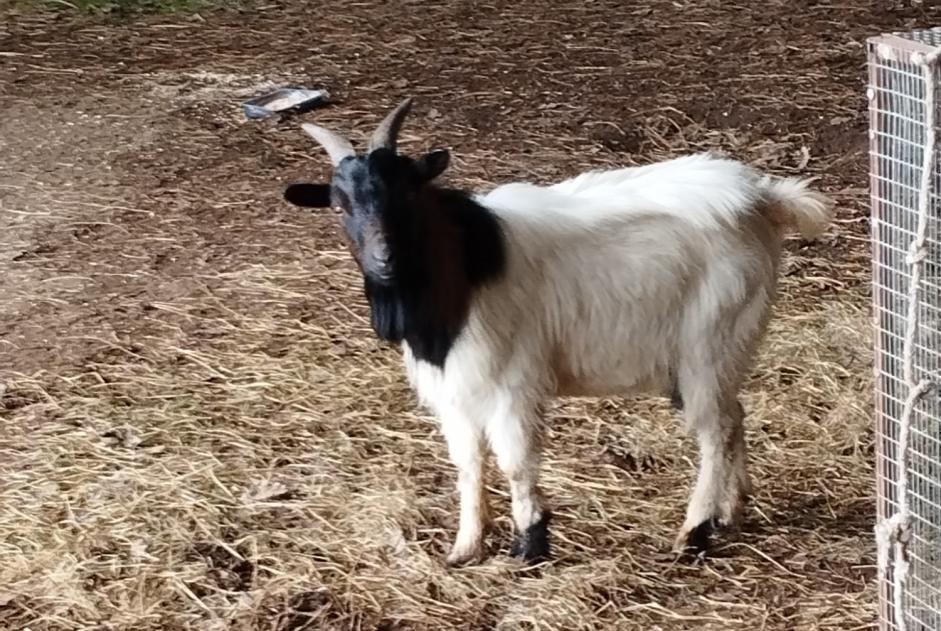 Discovery alert Goat Male Le Mené France