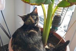 Disappearance alert Cat Female , 4 years Neuchâtel Switzerland