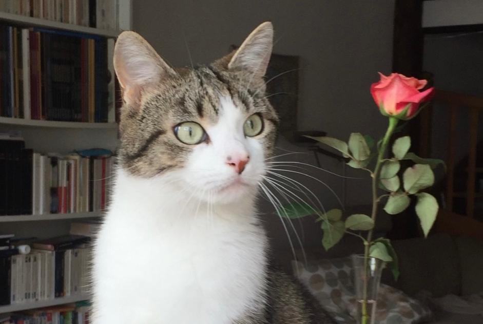 Disappearance alert Cat Male , 7 years Fribourg Switzerland