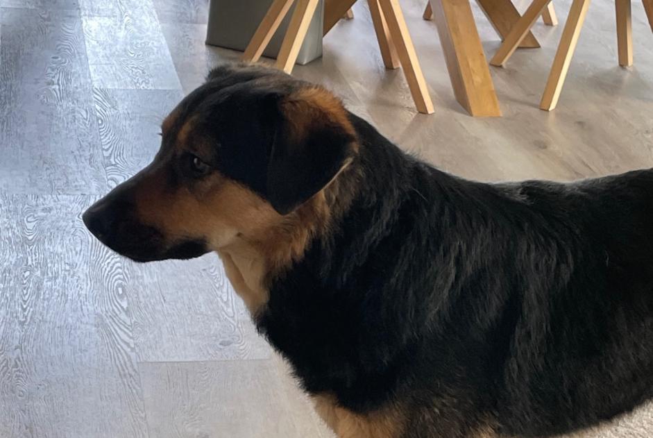 Disappearance alert Dog miscegenation Female , 4 years Châtel-Saint-Denis Switzerland