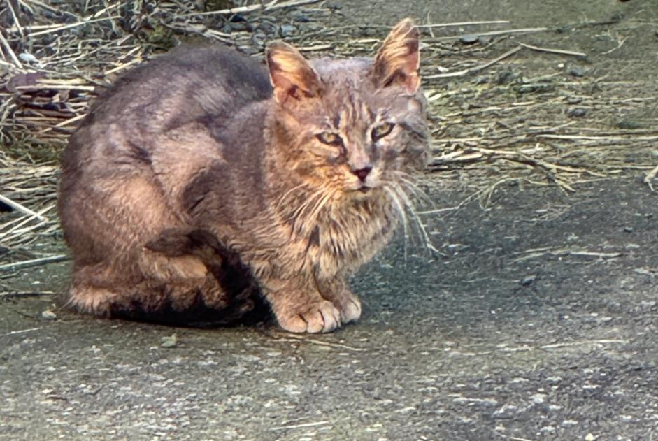 Discovery alert Cat Unknown Caudry France