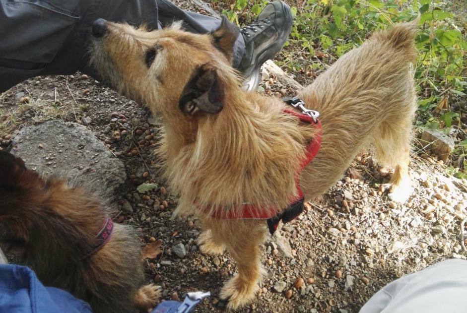 Alerta de Desaparición Perro cruce Macho , 14 años Kunheim Francia