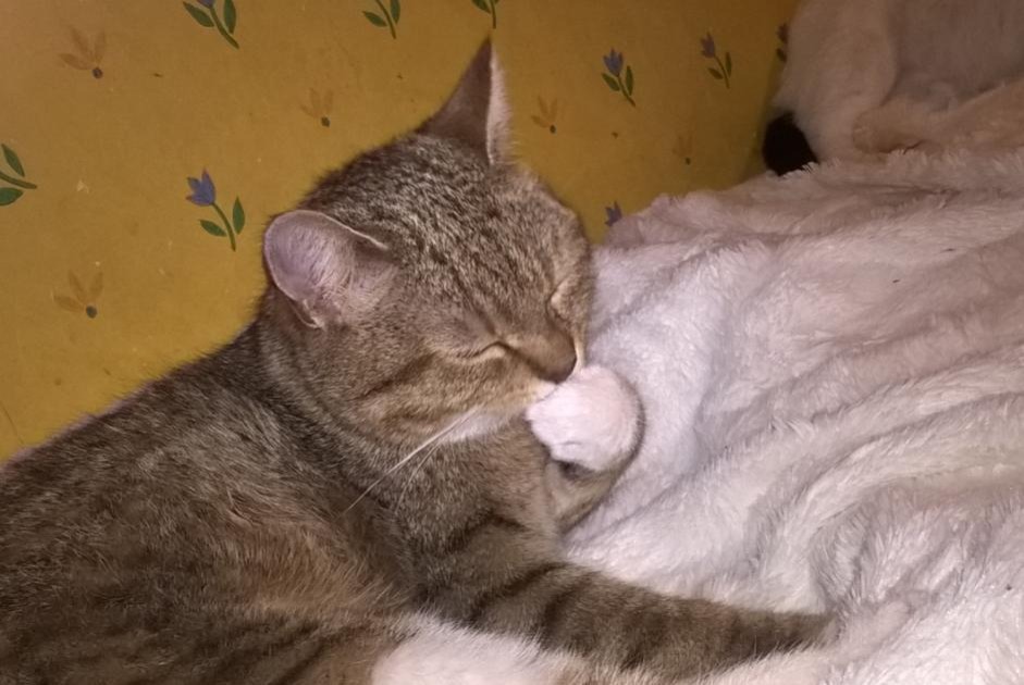 Alerta de Desaparición Gato  Hembra , 9 años Steenwerck Francia