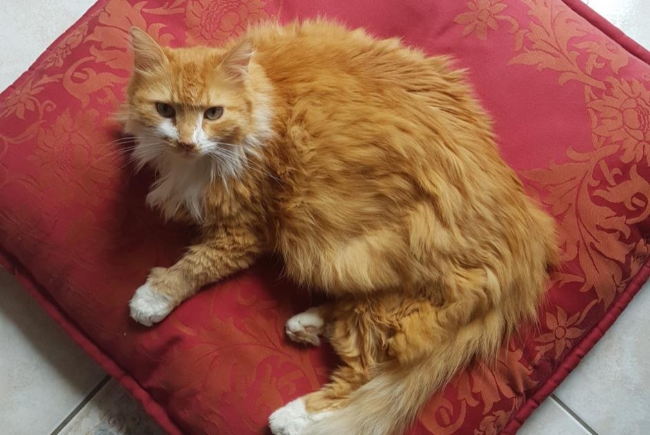 Alerta de Desaparición Gato  Macho , 10 años Saint-Hilaire-Saint-Mesmin Francia