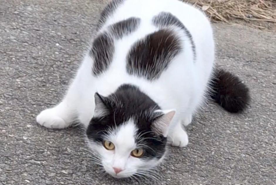 Alerta de Desaparición Gato Macho , 1 años Treytorrens (Payerne) Suiza