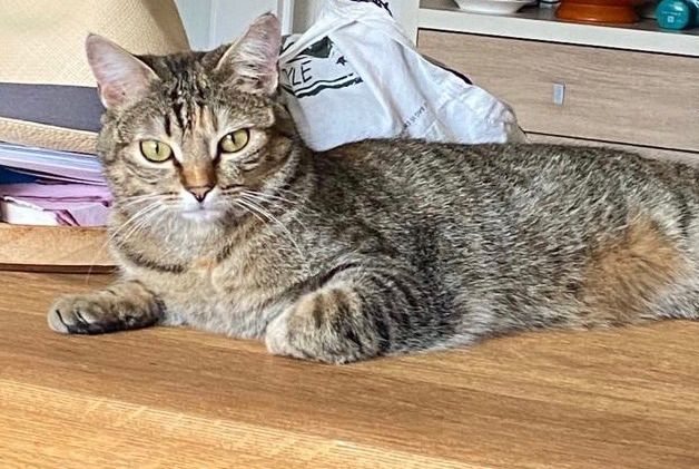 Alerta de Desaparición Gato Hembra , 2 años Genève Suiza