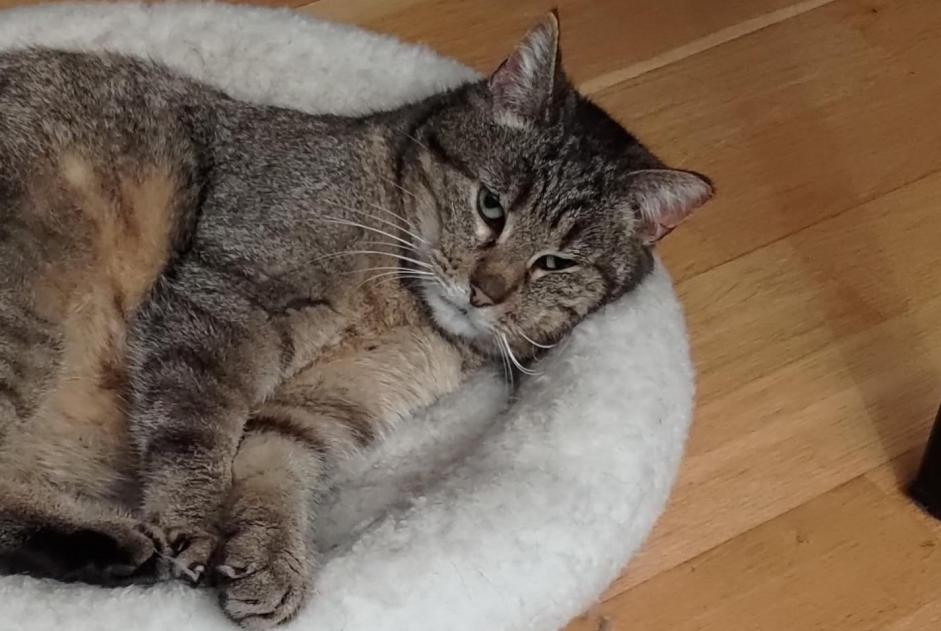 Alerta de Desaparición Gato Hembra , 9 años Villars-sur-Glâne Suiza