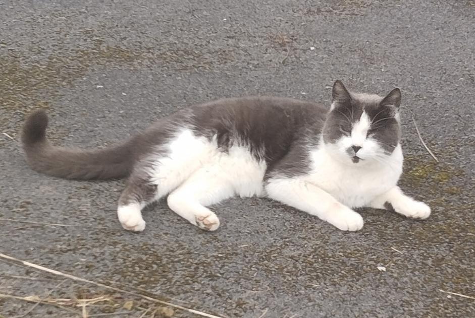 Alerta de Desaparición Gato  Macho , 6 años Souastre Francia