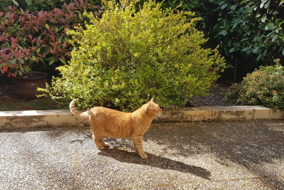 Alerta de Desaparición Gato Macho , 3 años Dardilly Francia