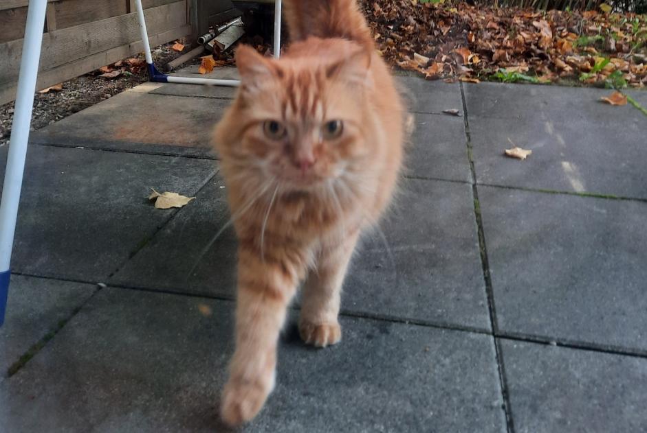 Alerta de Desaparición Gato Macho , 6 años Prilly Suiza