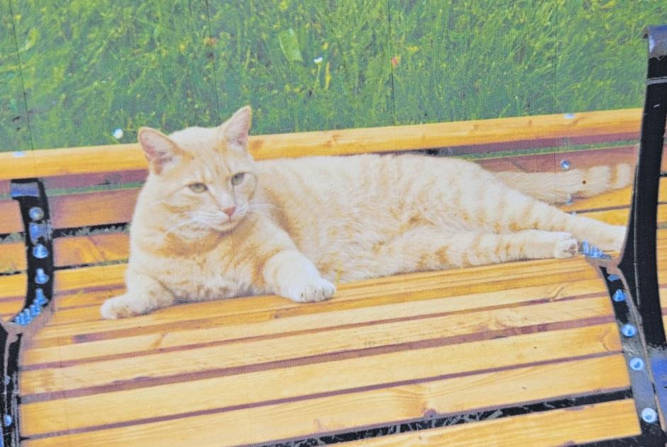 Alerta de Desaparición Gato  Macho , 12 años Vallorbe Suiza