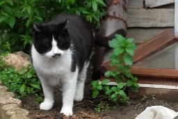 Alerta de Desaparición Gato Macho , 8 años Urbanya Francia